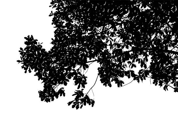 istock Vector illustration of natural old oak tree branch on white background 2208158817