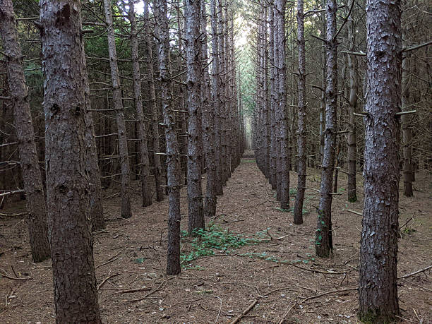 A captivating dense forest with evenly spaced tall thin Pine trees. The floor is covered in pine needles, creating mysterious and eerie natural ambiance perfect for spooky or enchanting fantasy.