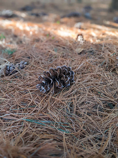 istock Close-up of Pine Cone on Forest Ground with Pine Needles 2208158929