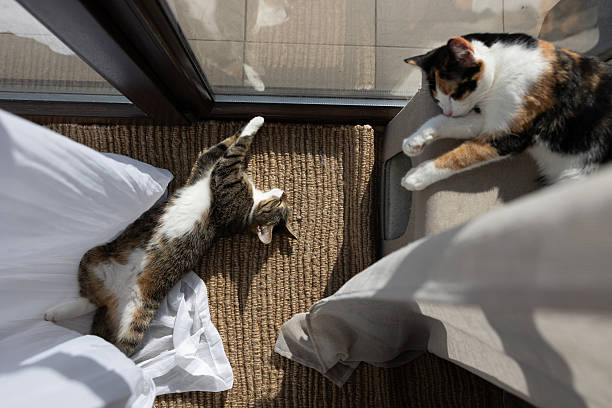 Two cats relax in the warm sunlight streaming through a balcony window