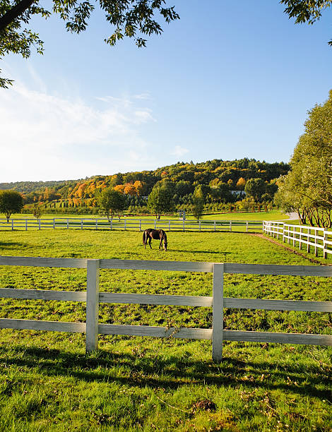istock Countryside autumn landscape with a horse. 2208163176