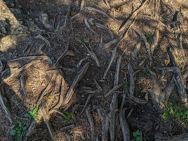 istock Intertwined Tree Roots on the Forest Ground in Spotted Sunlight 2208166214