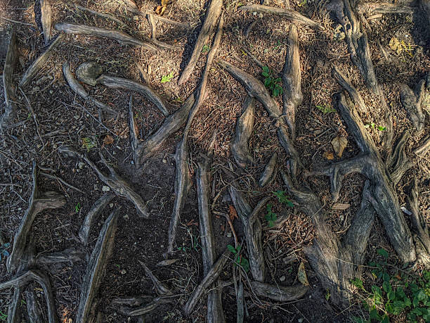 istock Intertwined Tree Roots on the Forest Ground in Spotted Sunlight 2208166221