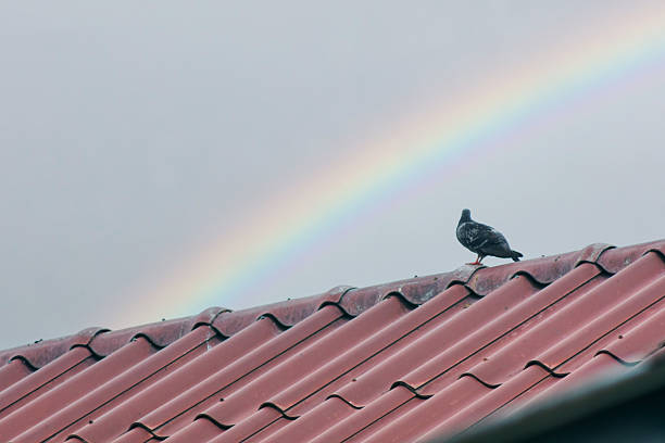 A solitary bird perches on a red tile roof under a vibrant rainbow after the rain, capturing a serene moment in nature. Perfect for themes of hope and tranquility.