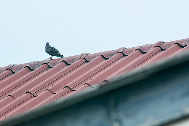 A solitary bird perches on a red tile roof under a gray sky, showcasing an urban landscape. The scene reflects a peaceful moment in nature amidst the city.