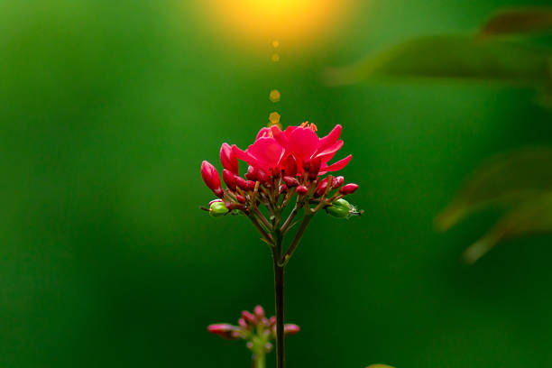 A stunning close-up of a vibrant red flower against a soft green backdrop, capturing the delicate beauty of nature with a serene and peaceful ambiance.