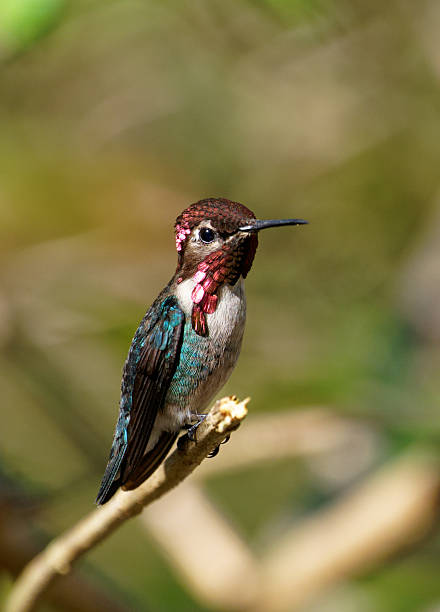 istock Cuban Bee Hummingbird male 2208167811