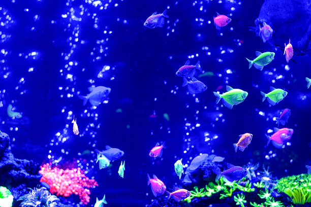 Underwater coral reef in red sea