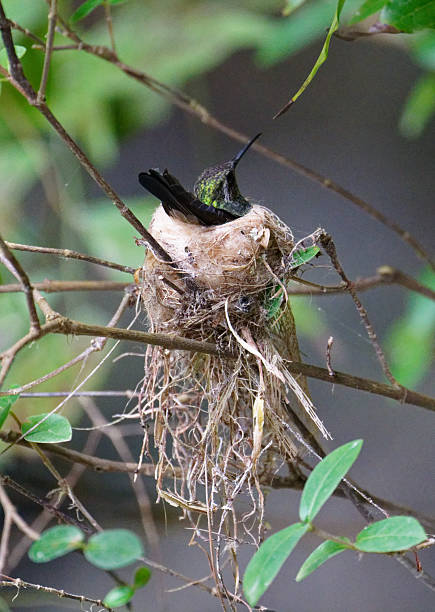 istock Cuban Emerald Hummingbird female on nest 2208168439