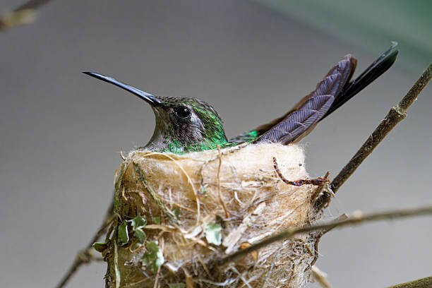 Hummingbirds breed in the forests of Cuba