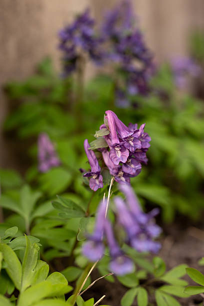 Close-up of purple corydalis solida flowers in a garden, showcasing their unique shape and vibrant color