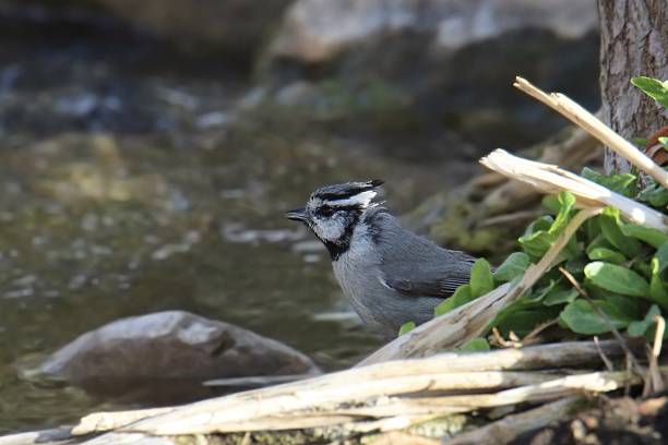 istock Bridled Titmouse (baeolophus wollweberi) perched beside a stream of water 2208171446