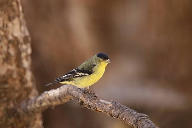 istock Lesser Goldfinch (male) perched on a bare branch 2208171567