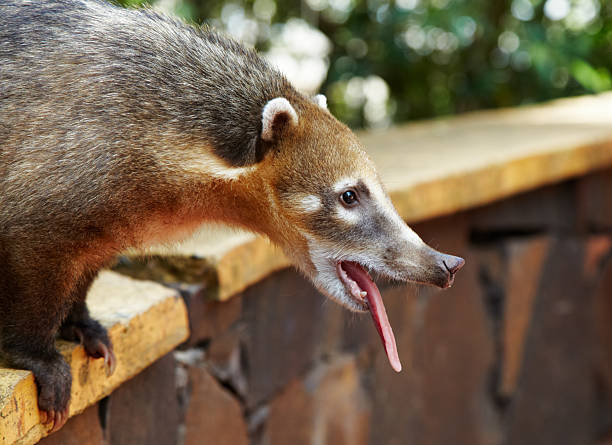 istock Coati at Iguazu Falls in Argentina 2208172607