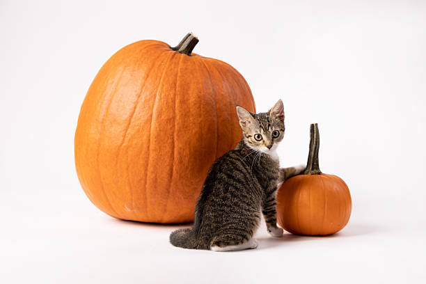 istock A small gray kitten is sitting next to two pumpkins against a white background 2208172960