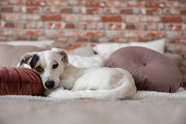 istock A small white mutt with a distinctive patch over one eye sleeps curled up in a tight ball 2208174442