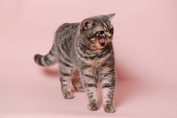 istock Gray funny cat licking its lips, isolated on pink background 2208175189