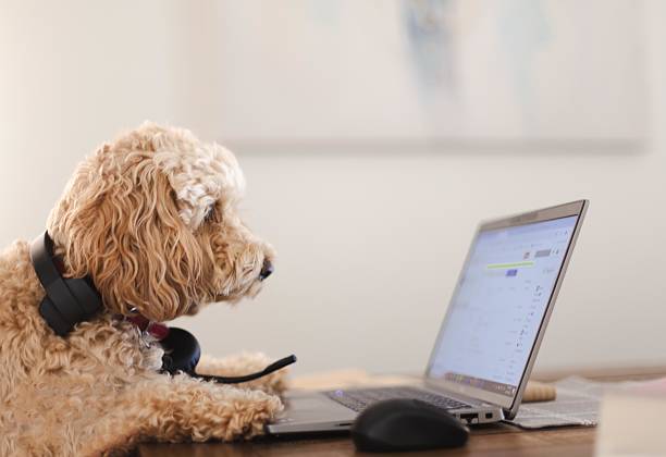 istock Cute Dog Using a Laptop Wearing Headphones in a Home Office Setting 2208181723