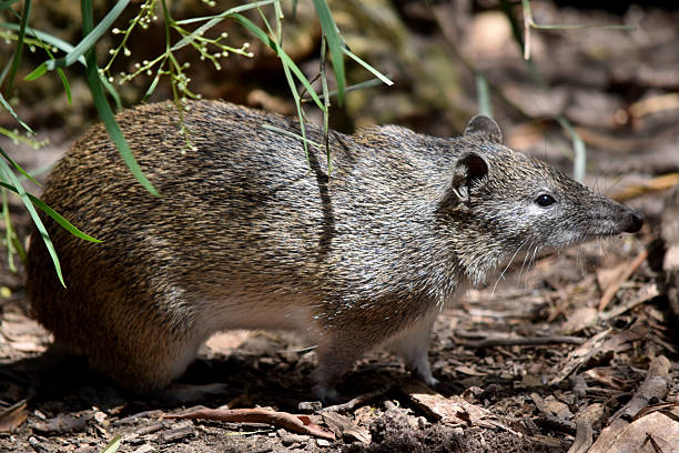 istock this is a side view of a bandicoot 2208184637