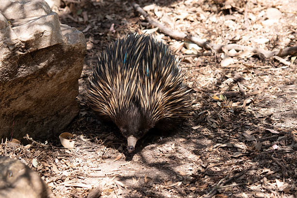 istock Echidnas are looking for ants to eat 2208184656