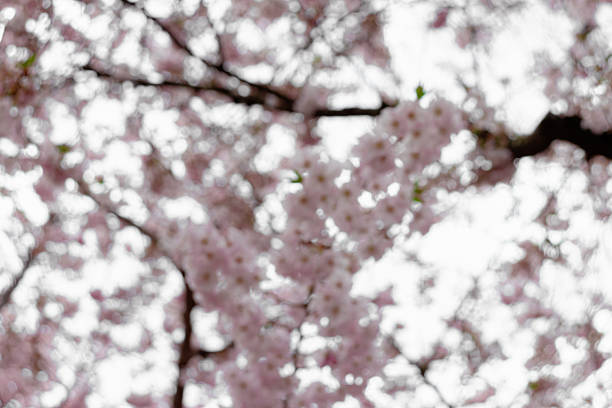 Blurred background Prunus × subhirtella (winter-flowering cherry, spring cherry, rosebud cherry) a hybrid flower between Prunus itosakura (edohigan) and Prunus incisa (Mamezakura)