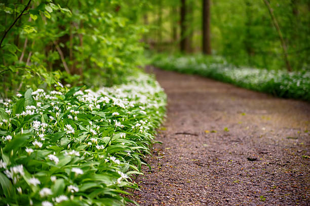 Stunning spring beech forest scene with loads of flowering ramsons (wild garlic) all around the trees, Belgium
