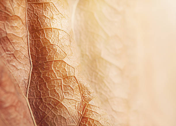 istock macrophotography of a texture on a dried autumn  leaf. copy space 2208186313