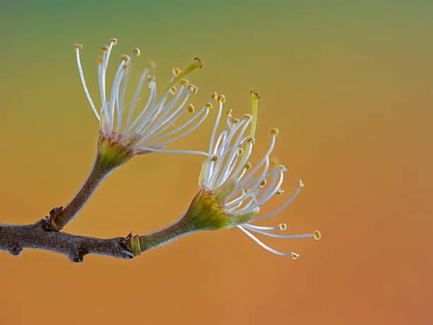 Close-up of a wildflower head on a fruit tree. Focus stacking photography technique with fifteen photographs.