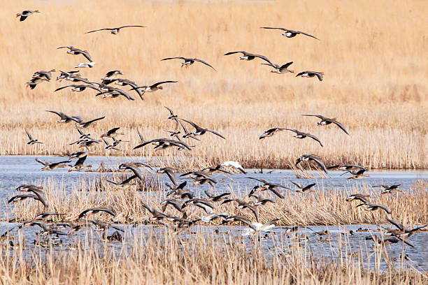 istock Snow geese flying to a pond 2208186918