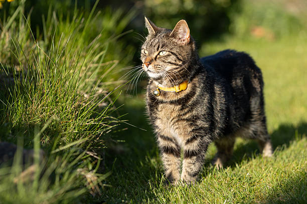 Cute young tabby cat playing in a garden