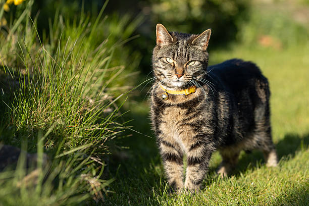 Cute young tabby cat looking at camera and playing in a garden