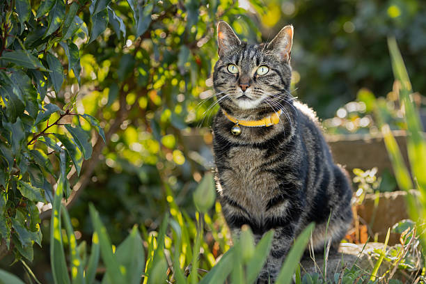 Cute young tabby cat sitting in a garden