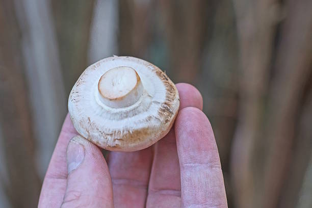 istock fingers on hand holding one small white fresh mushroom champignon 2208190050