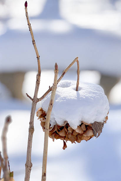 istock Dried hydrangeas in the winter on a branch in the garden 2208190493