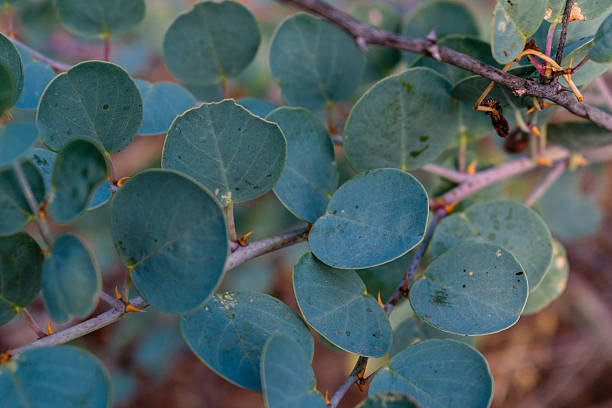 istock A plant with leaves similar to eucalyptus. 2208191194