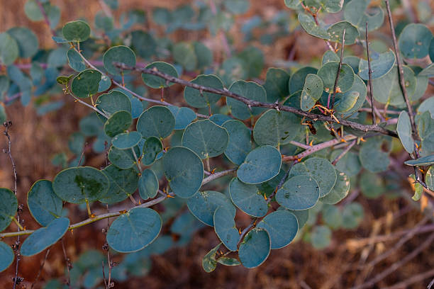 istock A plant with leaves similar to eucalyptus. 2208191195