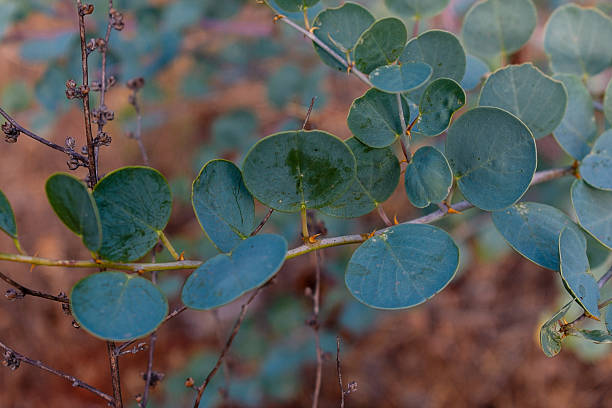 istock A plant with leaves similar to eucalyptus. 2208191196