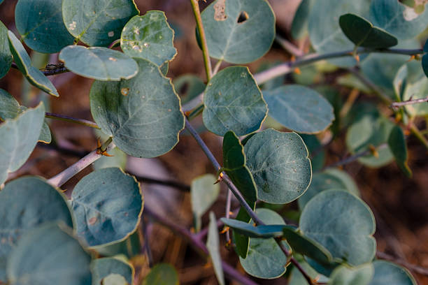 istock A plant with leaves similar to eucalyptus. 2208191197