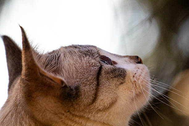 istock Wild animals and domestic animals. 2208191208