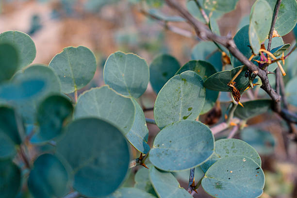 istock A plant with leaves similar to eucalyptus. 2208191238