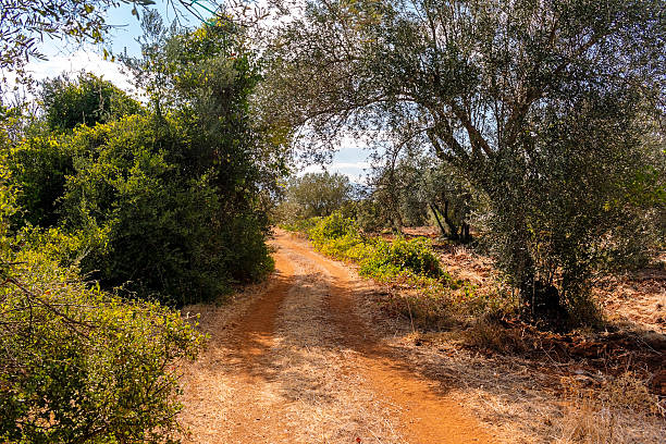 istock Country road between plowed agricultural fields in Turkey. 2208191386