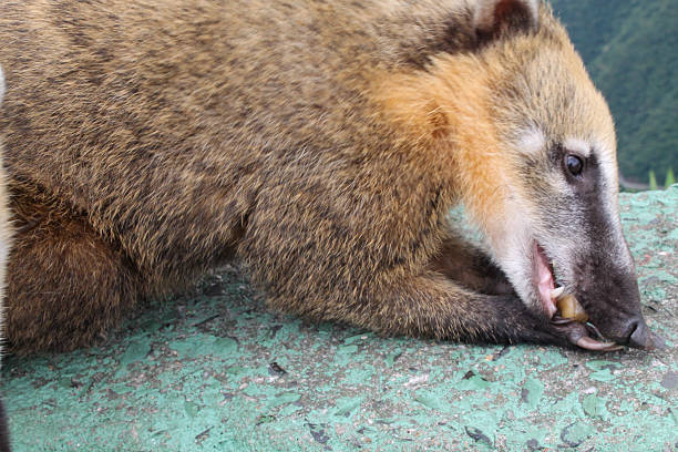 Recording of wild animals during trips and domestic animals recorded in their daily lives.
