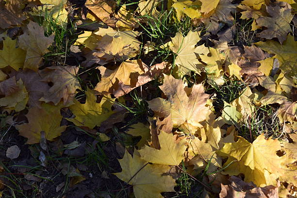 Fall leaves. Red, yellow and brown autumn maple leaves covered ground. Colorful background of autumn leaves
