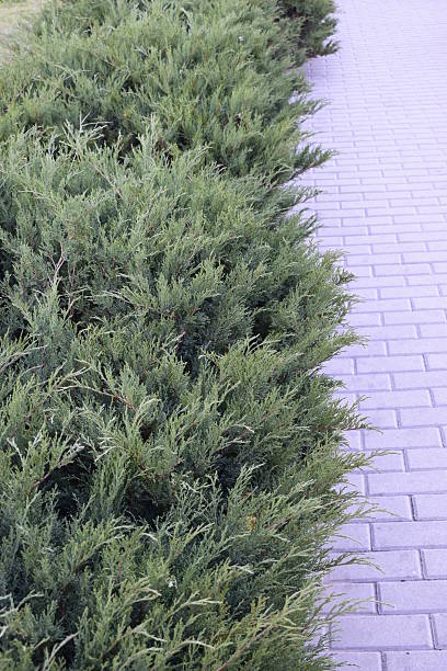istock Concrete curb with juniper evergreen ground cover. 2208192481