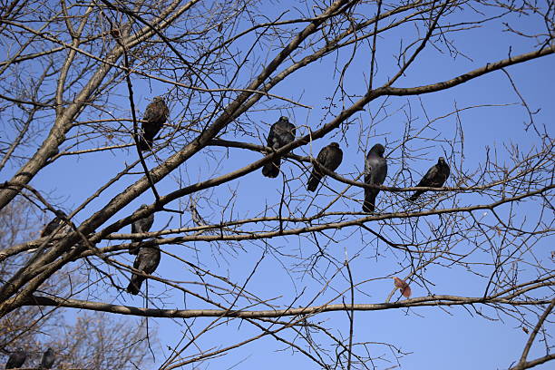 Pigeons sitting in the rowan tree. Autumn tree without leaves. Grey animal bird. Blue sky background.