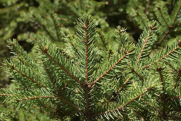 istock Bright green pine twigs with green needles. 2208192554