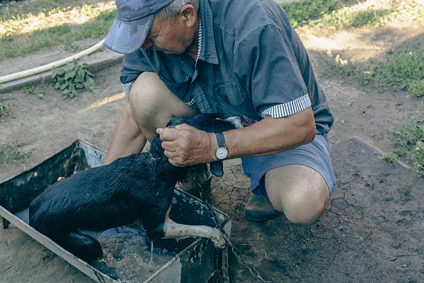 One elderly Caucasian man in old clothes and a torn cap bathes his dog for fleas in an iron trough with medicinal water, close-up view from above.