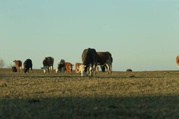 istock Cattle Grazing Peacefully on Open Pasture During Dusk at Evening Time 2208193423