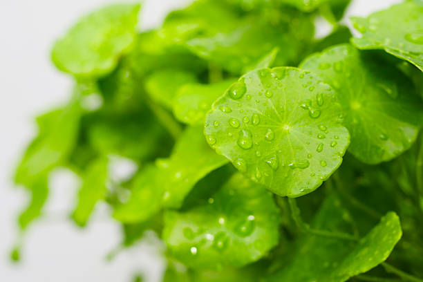 istock Centella asiatica leaves, covered in water droplets. 2208194346