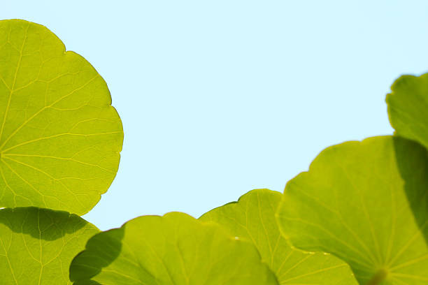 istock Centella asiatica (gotu kola). Fresh green leaves herb background. 2208194488